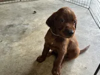 AKC Ian, a male Irish Setter for sale in Cleveland, TN – 2 of 2