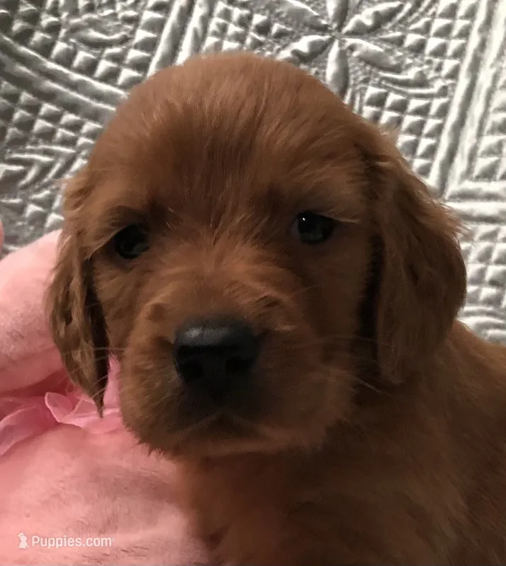 AKC Ian – Irish Setter puppy for sale in Cleveland, TN