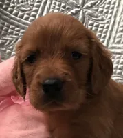 AKC Ian, a male Irish Setter for sale in Cleveland, TN – 1 of 2