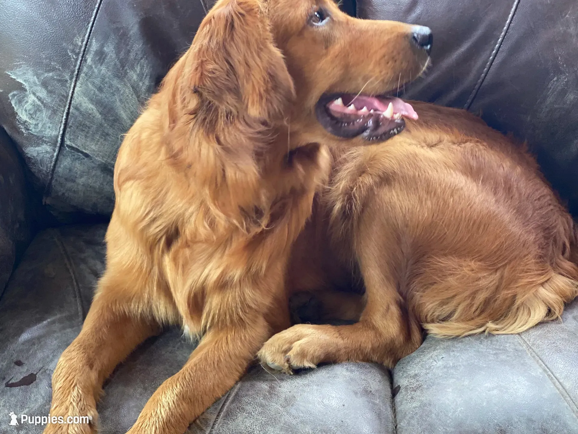AKC Golden Archie, a male Golden Retriever for sale in Cleveland, TN – 2 of 2
