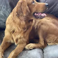 Golden Girl 2, a female Golden Retriever for sale in Cleveland, TN – Photo 2 of 2