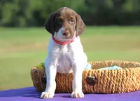 Sofie , a female German Shorthaired Pointer for sale in Jerico Springs, MO – 2 of 5