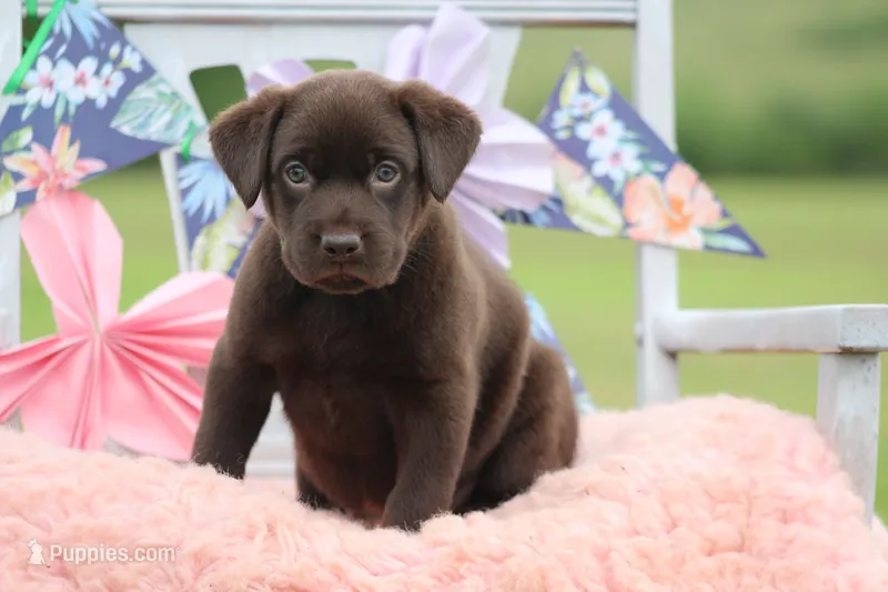 Daniel – Labrador Retriever puppy for sale in Jerico Springs, MO