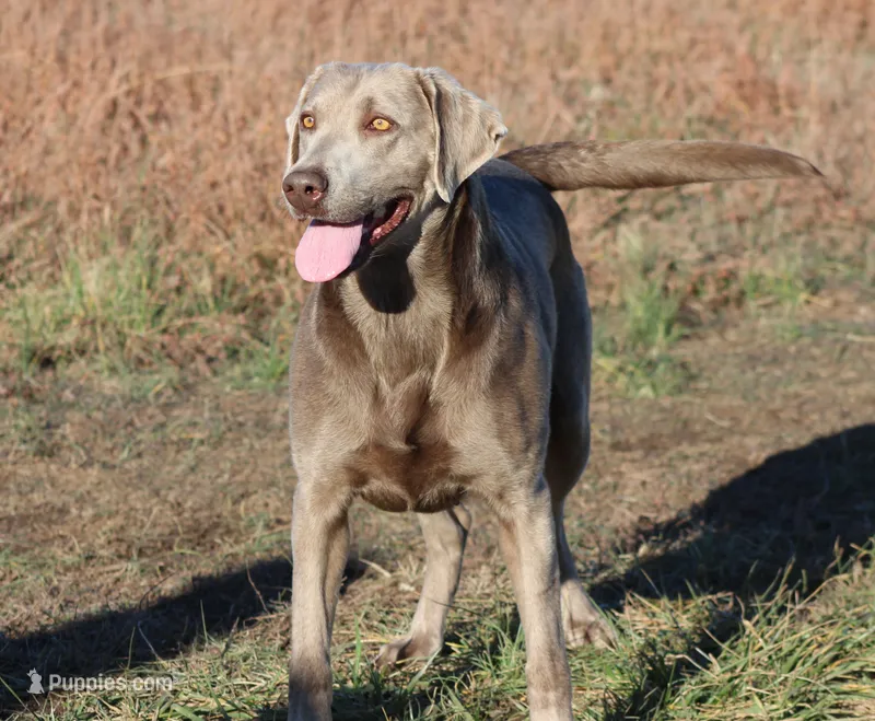 Payton – Labrador Retriever puppy for sale in Jerico Springs, MO