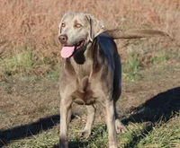 Payton, a female Labrador Retriever for sale in Jerico Springs, MO – 3 of 3