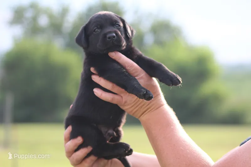 Stanley – Labrador Retriever puppy for sale in Jerico Springs, MO