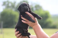 Stanley, a male Labrador Retriever for sale in Jerico Springs, MO – 1 of 4