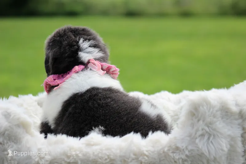 White and gray Male – Newfoundland puppy for sale in Jerico Springs, MO