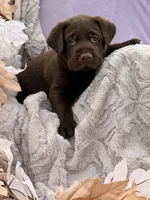Lyle, a male Labrador Retriever for sale in Jerico Springs, MO – 6 of 6
