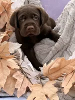 Lyle, a male Labrador Retriever for sale in Jerico Springs, MO – 4 of 6