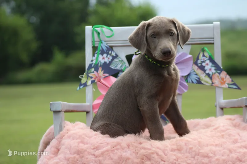 Neon Collar Female – Labrador Retriever puppy for sale in Jerico Springs, MO