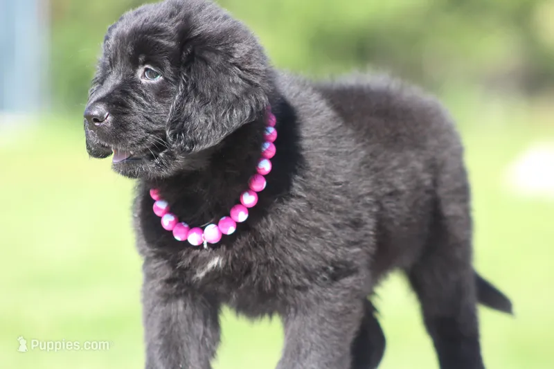 Black Female – Newfoundland puppy for sale in Jerico Springs, MO