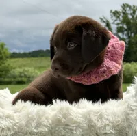 Brendan, a male Labrador Retriever for sale in Jerico Springs, MO – 4 of 8
