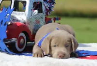 Gold Collar, a female Labrador Retriever for sale in Jerico Springs, MO – 5 of 5