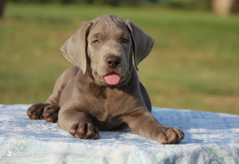 Duke – Labrador Retriever puppy for sale in Jerico Springs, MO