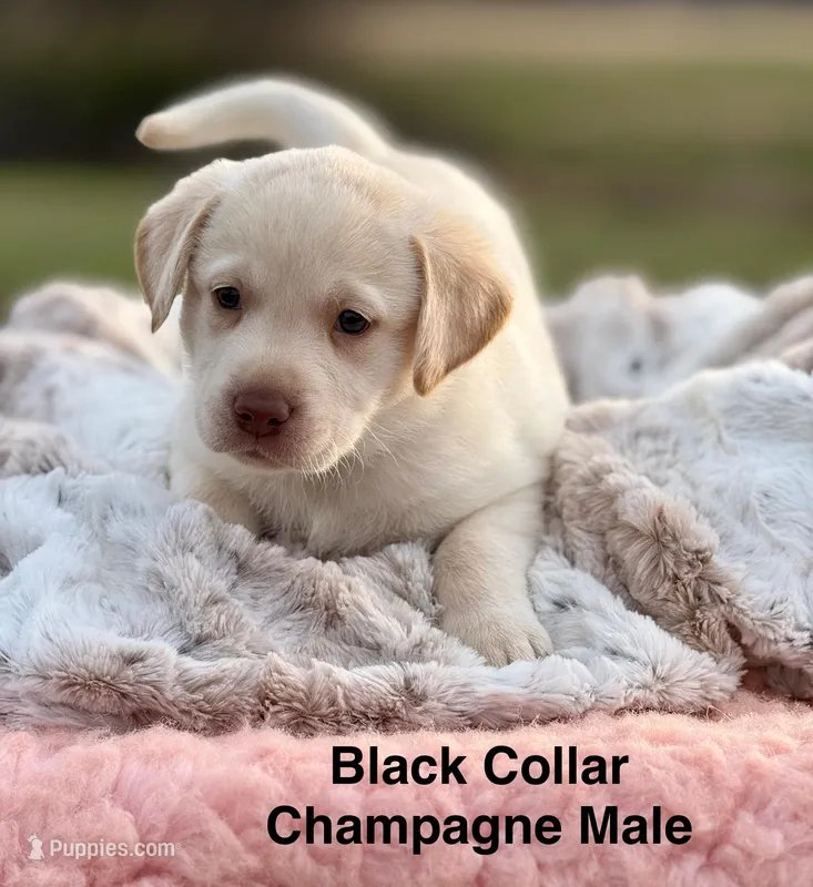 Dexter – Labrador Retriever puppy for sale in Sheldon, MO