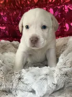 Dexter, a male Labrador Retriever for sale in Sheldon, MO – Photo 2 of 4