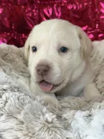 Dexter, a male Labrador Retriever for sale in Sheldon, MO – Photo 4 of 4