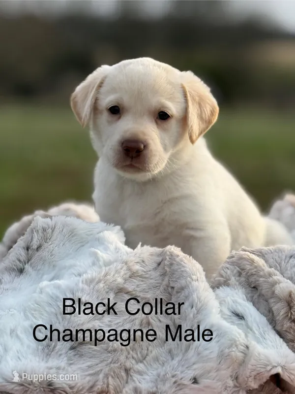 Dexter – Labrador Retriever puppy for sale in Sheldon, MO