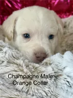 Dexter, a male Labrador Retriever for sale in Sheldon, MO – Photo 3 of 4