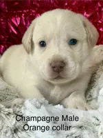 Dexter, a male Labrador Retriever for sale in Sheldon, MO – Photo 1 of 4