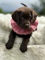 Bria, a female Labrador Retriever for sale in Jerico Springs, MO – 3 of 8