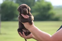 Greta, a female Labrador Retriever for sale in Jerico Springs, MO – 1 of 4