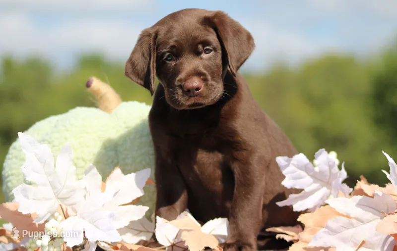 Lyle – Labrador Retriever puppy for sale in Jerico Springs, MO