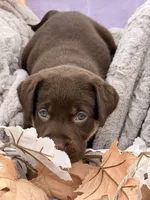 Lane (Mismark Chocolate) , a male Labrador Retriever for sale in Jerico Springs, MO – 4 of 6