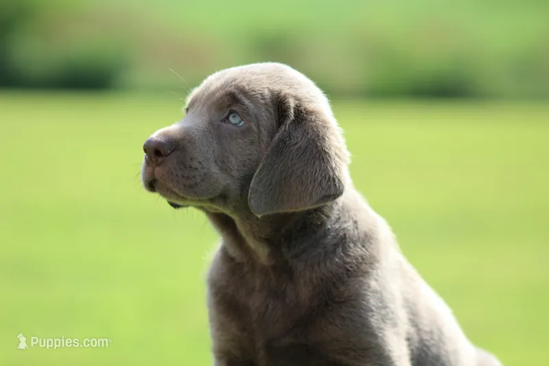 Yellow Collar – Labrador Retriever puppy for sale in Jerico Springs, MO