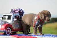 Light Blue Collar, a female Labrador Retriever for sale in Jerico Springs, MO – 3 of 5