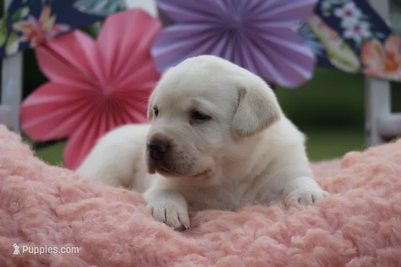 Conway – Labrador Retriever puppy for sale in Jerico Springs, MO