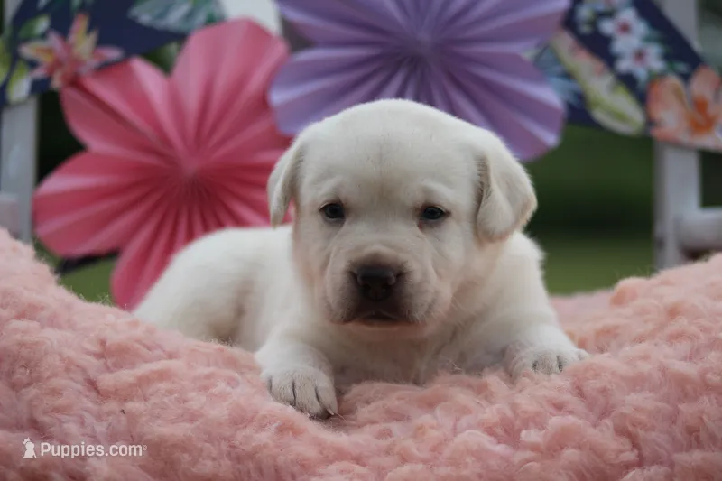 Conway – Labrador Retriever puppy for sale in Jerico Springs, MO