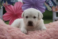 Conway, a male Labrador Retriever for sale in Jerico Springs, MO – 3 of 4