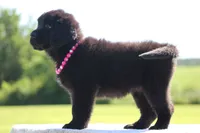 Black Female, a female Newfoundland for sale in Jerico Springs, MO – 4 of 4