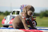 Light Blue Collar, a female Labrador Retriever for sale in Jerico Springs, MO – 2 of 5