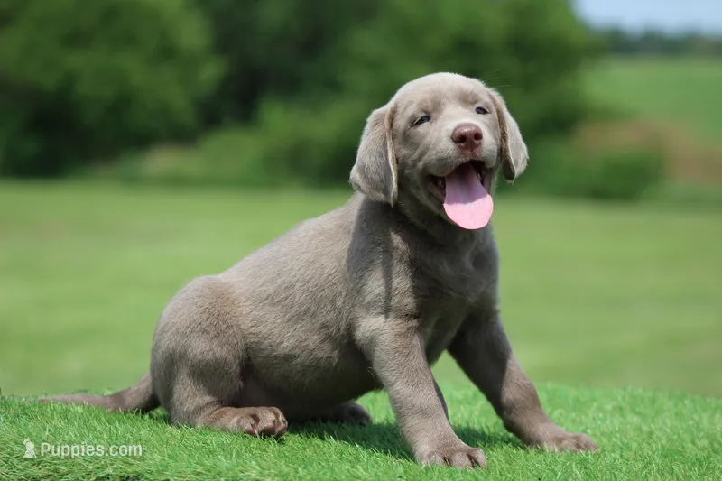 Gold Collar – Labrador Retriever puppy for sale in Jerico Springs, MO