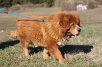 Bailey Jane, a female Tibetan Mastiff for sale in Sheldon, MO – Photo 4 of 5