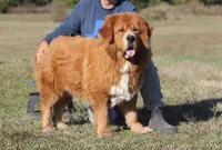 Bailey Jane, a female Tibetan Mastiff for sale in Sheldon, MO – Photo 2 of 5