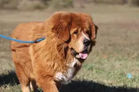 Bailey Jane, a female Tibetan Mastiff for sale in Sheldon, MO – Photo 5 of 5