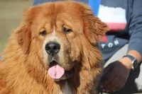 Bailey Jane, a female Tibetan Mastiff for sale in Sheldon, MO – Photo 3 of 5