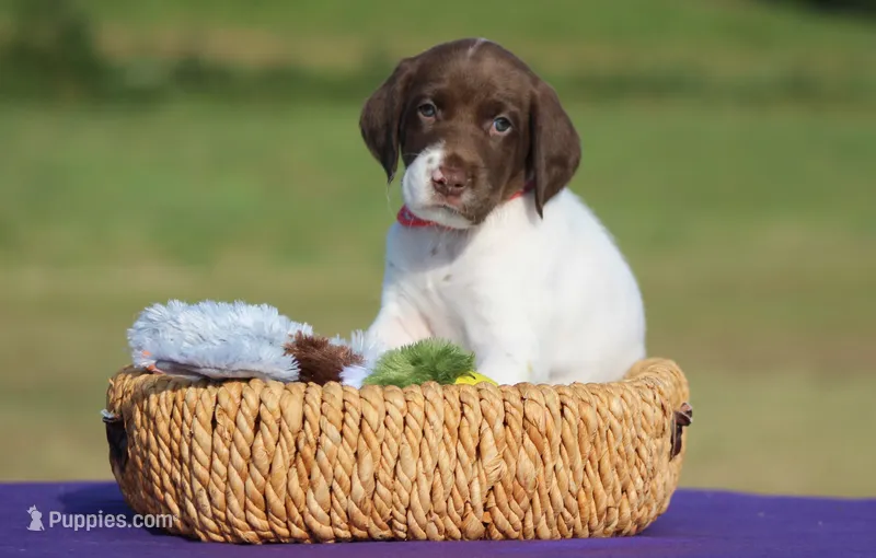 Sofie  – German Shorthaired Pointer puppy for sale in Jerico Springs, MO