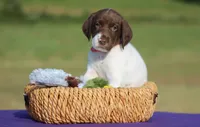 Sofie , a female German Shorthaired Pointer for sale in Jerico Springs, MO – 5 of 5