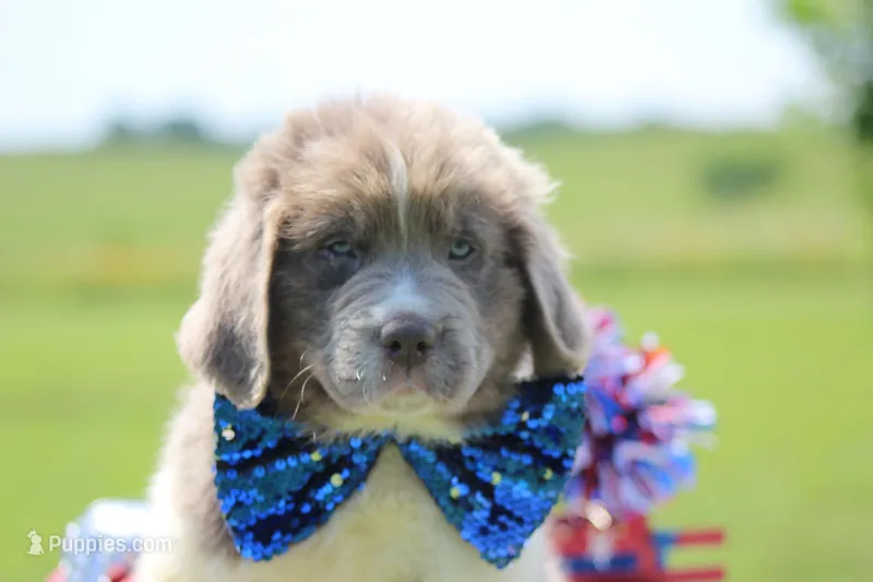 Beige and white male – Newfoundland puppy for sale in Jerico Springs, MO