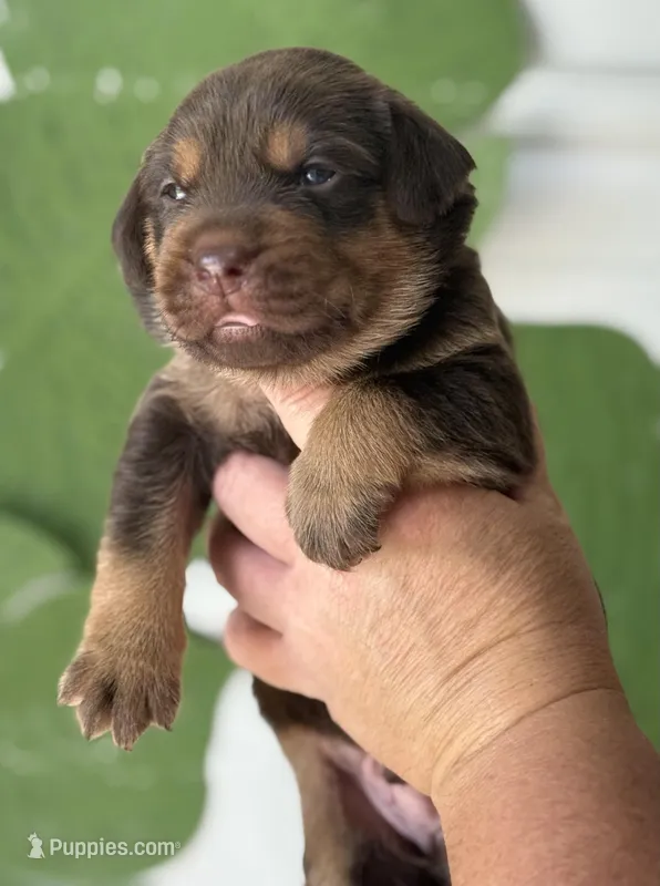 Mismark Chocolate – Labrador Retriever puppy for sale in Jerico Springs, MO