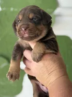 Mismark Chocolate, a male Labrador Retriever for sale in Jerico Springs, MO – Photo 3 of 5