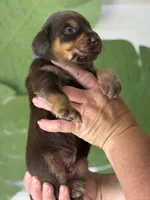 Mismark Chocolate, a male Labrador Retriever for sale in Jerico Springs, MO – Photo 5 of 5