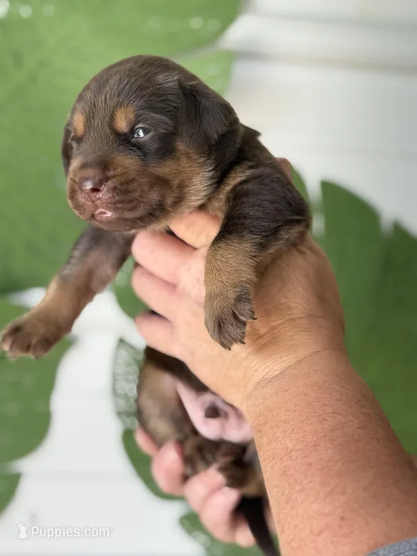 Mismark Chocolate – Labrador Retriever puppy for sale in Jerico Springs, MO