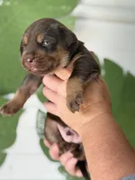 Mismark Chocolate, a male Labrador Retriever for sale in Jerico Springs, MO – Photo 2 of 5