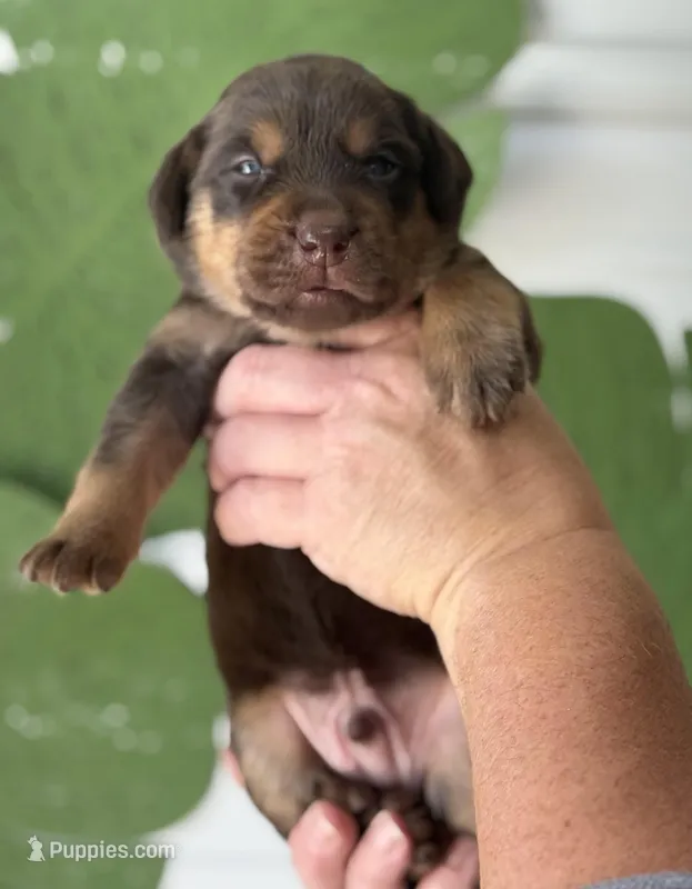 Mismark Chocolate – Labrador Retriever puppy for sale in Jerico Springs, MO